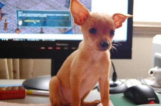 老年犬認知障礙