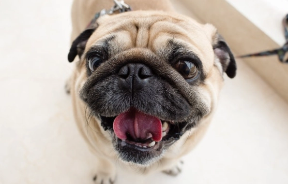 短吻犬呼吸功能分級