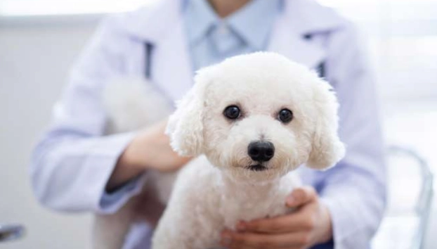 心絲蟲預防過敏