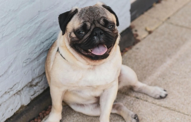 狗狗過敏治療方法 狗狗過敏治療方法