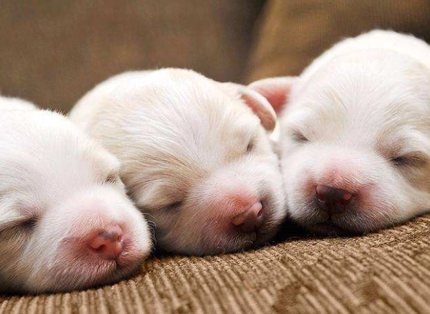 老年犬睡眠問題