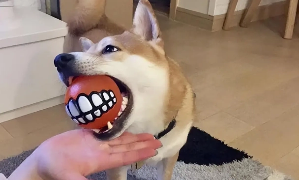 如何與狗建立好關係