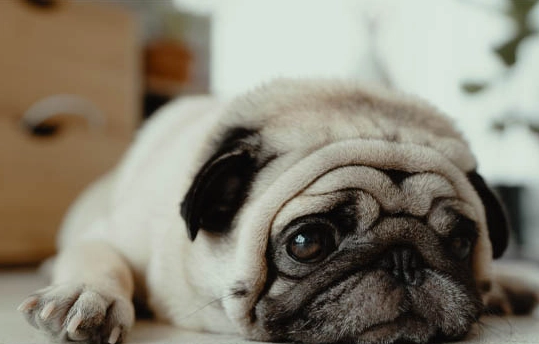 狗神經炎治療方法 狗神經炎治療方法