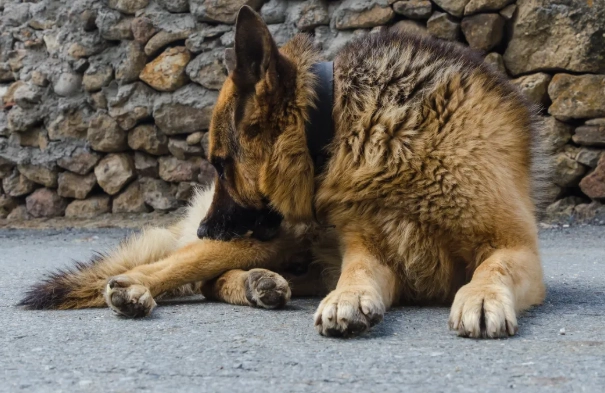 寵物寄生蟲藥價格