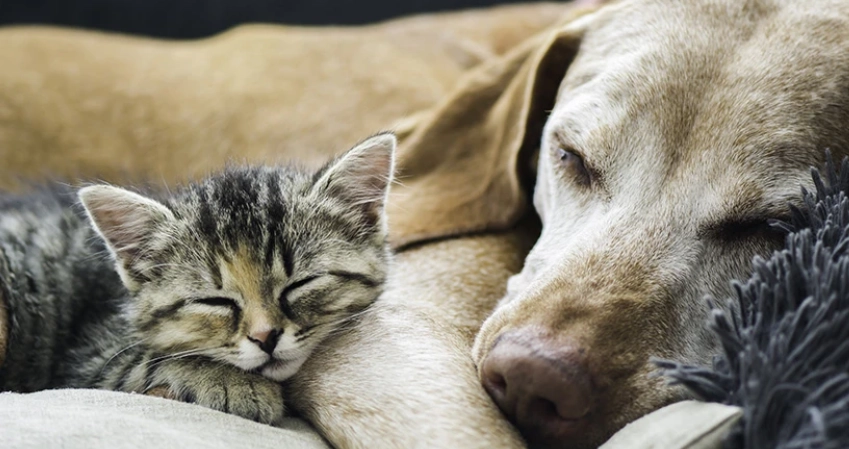 貓狗疾病交叉感染