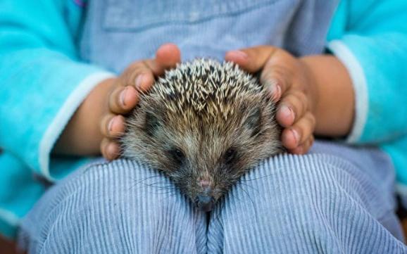 刺蝟籠尺寸 刺蝟籠尺寸