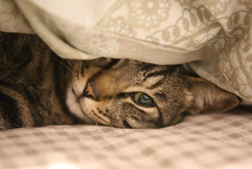 貓咪皮膚病傳染 貓咪皮膚病傳染