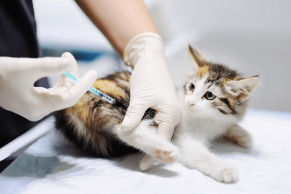 香港貓全口拔牙手術費用