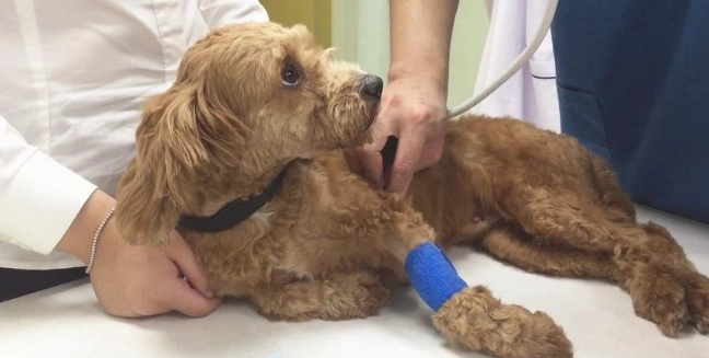 狗胰臟炎點滴治療