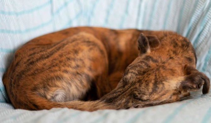 狗狗睡覺抽搐原因