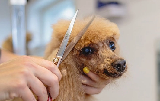 老年狗如廁訓練