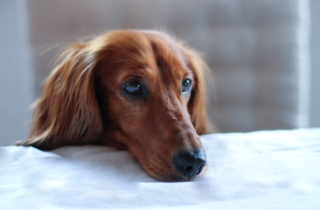 寵物皮膚炎藥膏