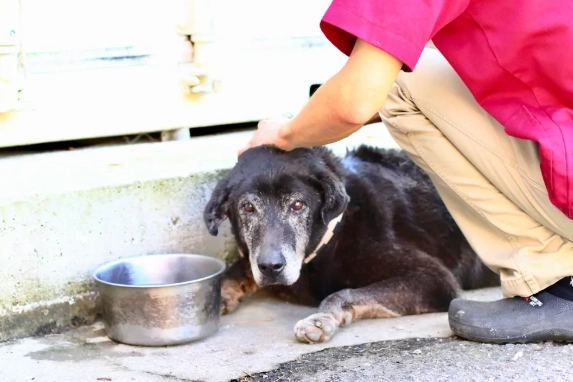 寵物寄生蟲藥副作用