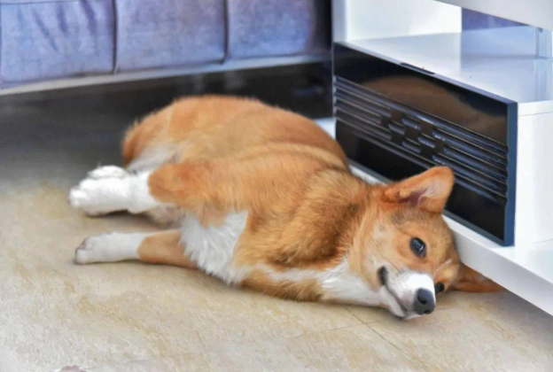 狗狗認知障礙照護