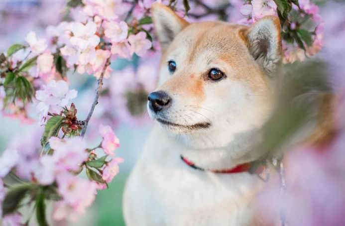 狗狗不搖尾巴原因