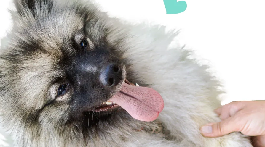 如何預防狗虱子