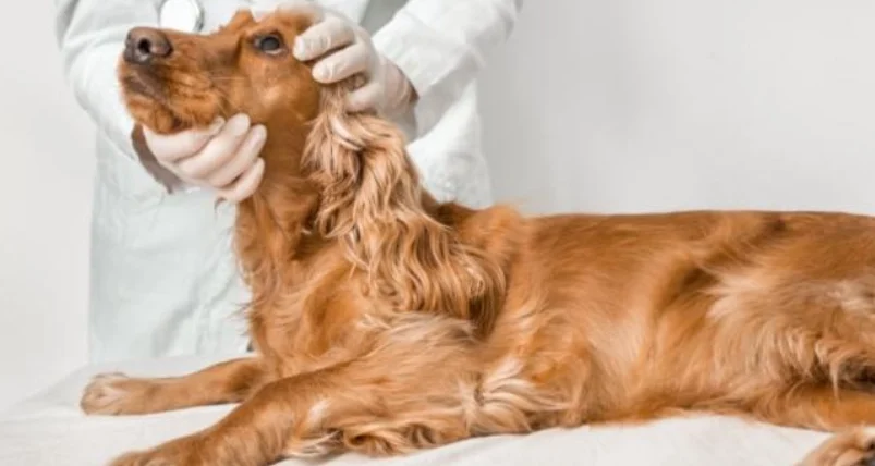 狗狗前庭神經炎症狀