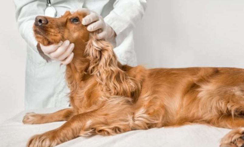 狗狗前庭神經炎症狀全解析：識別、治療與居家照顧指南