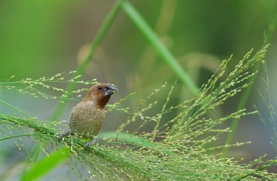 文鳥冷氣安全 文鳥冷氣安全