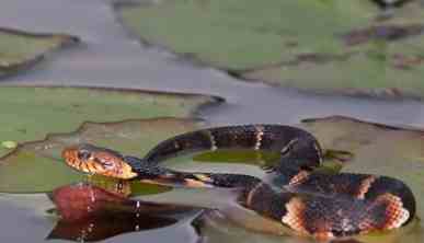 台灣 可以 養蛇 嗎