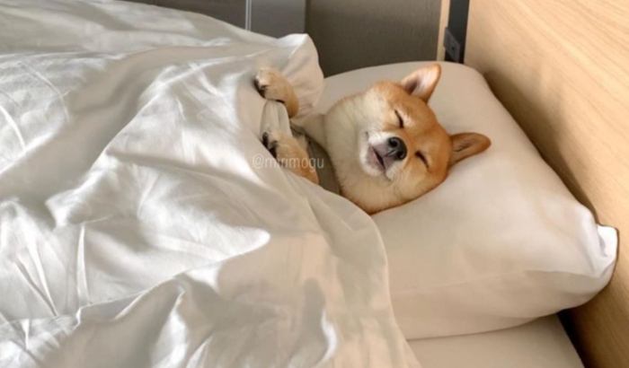 狗狗戴頭套睡覺