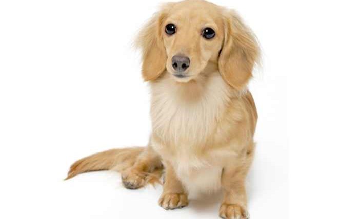 長毛臘腸狗缺點