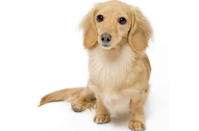 長毛臘腸狗缺點全解析：健康護理與行為問題深度探討