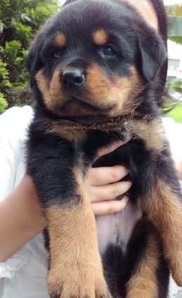 羅威納幼犬價格