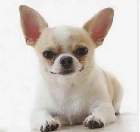 吉娃娃壽命影響因素