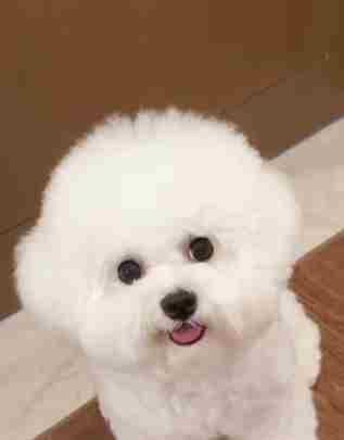 狗狗眼皮腫治療