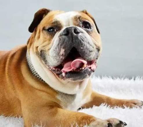 澳洲斗牛犬特徵 澳洲斗牛犬特徵