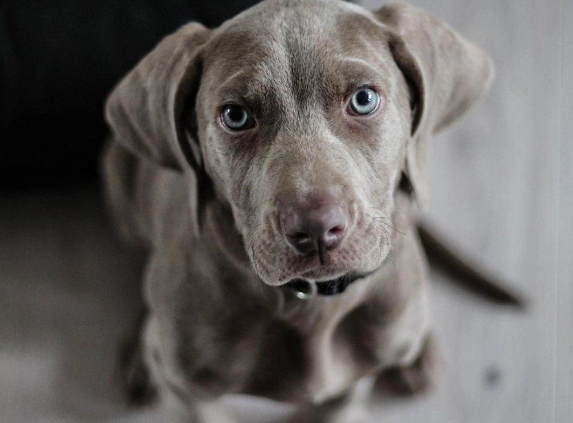狗流口水心理學：揭秘狗狗流口水背後的心理秘密與實用應對指南