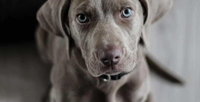 狗流口水心理學