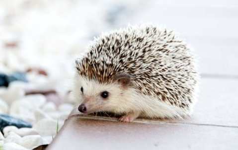 刺蝟夜行習性 刺蝟夜行習性