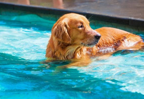 狗狗游泳注意事項 狗狗游泳注意事項
