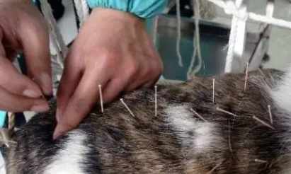 狗前庭炎治療 狗前庭炎治療