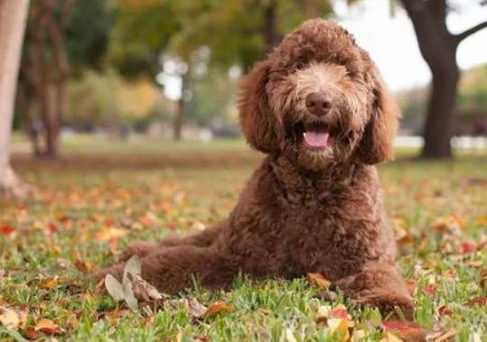 拉布拉多貴賓狗價格