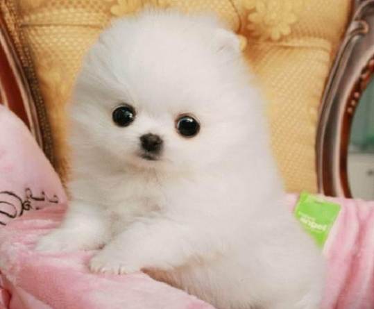 茶杯犬健康問題