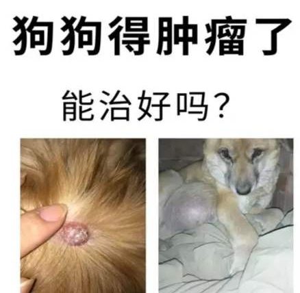 狗狗腺癌