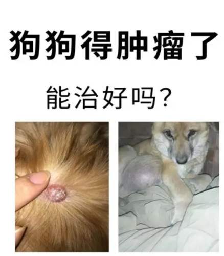 犬腺癌症狀 犬腺癌症狀