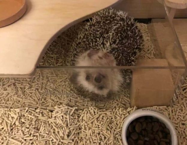 刺蝟飼養優點 刺蝟飼養優點