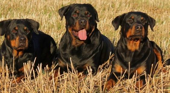 護衛犬特質 護衛犬特質