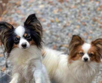 蝴蝶犬長毛吉娃娃饲养 蝴蝶犬長毛吉娃娃饲养