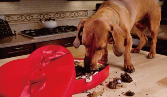 狗狗巧克力中毒