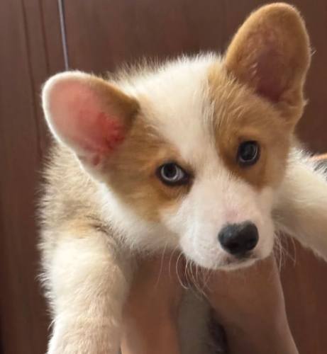 柯基吠叫原因 柯基吠叫原因