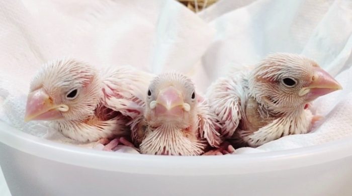 幼鳥吃飽一直叫