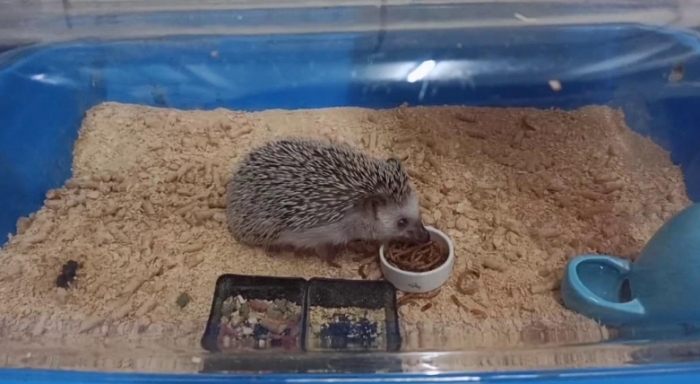 寵物刺蝟 寵物刺蝟