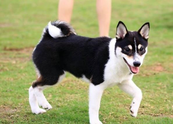 柴犬性格分析 柴犬性格分析