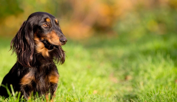 長毛臘腸狗好養嗎