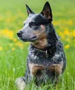 澳洲牧牛犬訓練